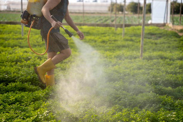 Best Mosquito Control Services  in Moreland, ID