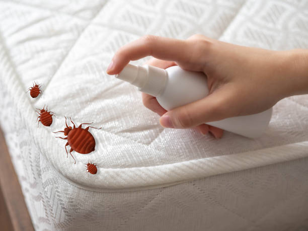 Reliable Moreland, ID Pest Control Solutions
